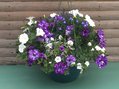 HB Night Sky Combo Hanging Basket (c9)